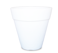 Shining Star Weiß und Rot 