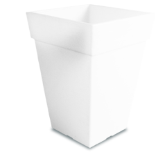 Shining Star Weiß und Rot 